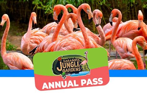 Sarasota jungle gardens tickets - About. An Old Florida attraction since 1939, Sarasota Jungle Gardens allows visitors to experience things you won't find anywhere else. Feed free-roaming flamingos, catch lemurs at play, have your picture taken with an alligator and see the beautiful gardens. Be sure to visit the Flamingo Cafe for a refreshing lunch or snack.